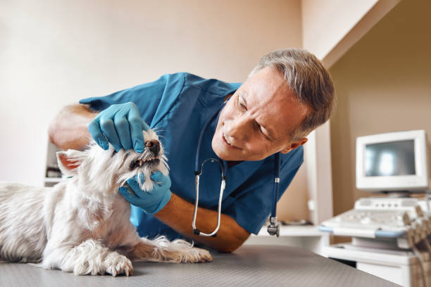 Best Emergency Treatment for Dental Infections or Abscesses in Apex, NC